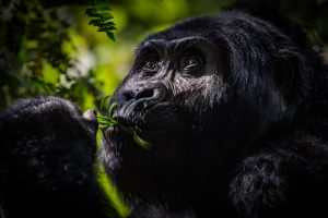 African gorilla expedition