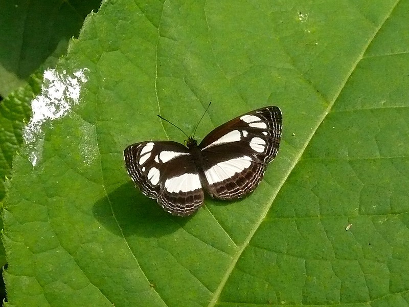 butterflies uganda