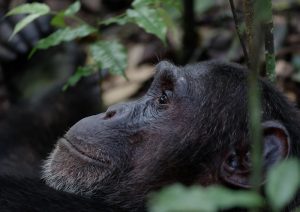 chimpanzee kibale