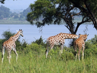 wild giraffe safari