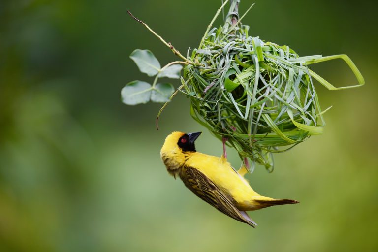 birding in kibale forest national park Uganda