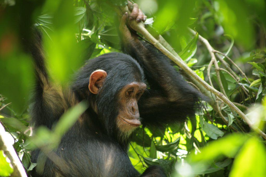 chimpanzee rwanda