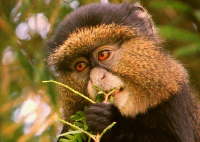 golden monkeys uganda