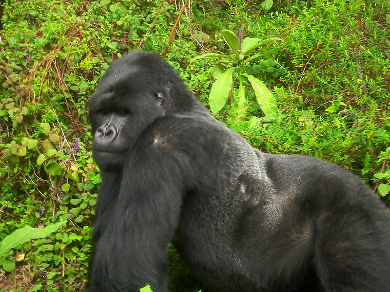 gorilla adventure in Africa