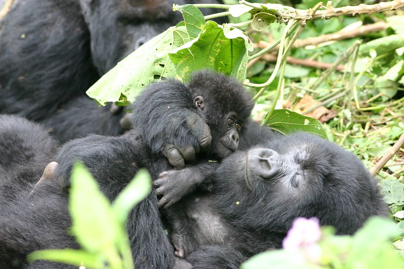 gorilla photo safari