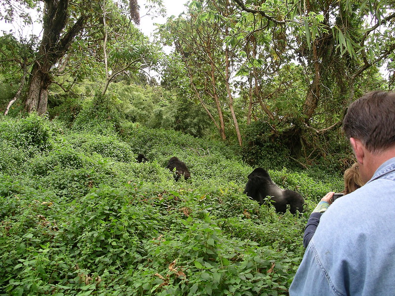 luxury gorilla trek