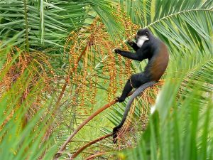 primates of Uganda